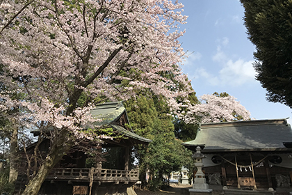 春の画像2