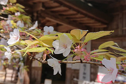 春の画像2