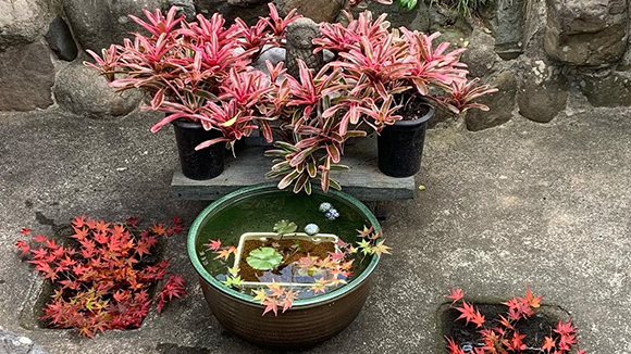 秋の画像1