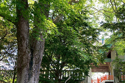 夏の画像2