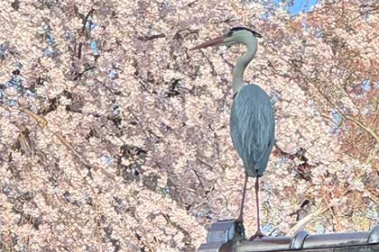 春の画像2