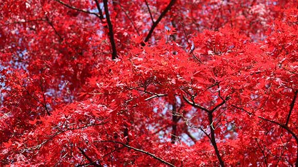 秋の画像1