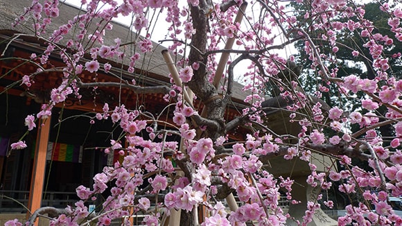 春の画像1