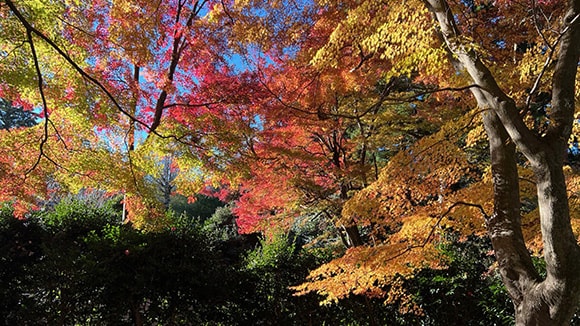 秋の画像1