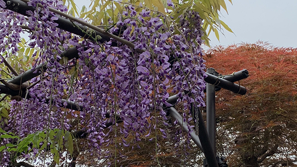 春の画像1