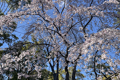 春の画像2