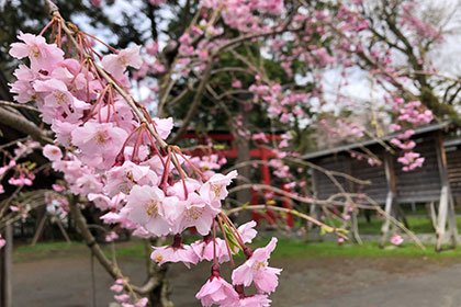 春の画像2