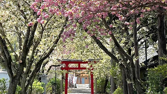 春の画像1
