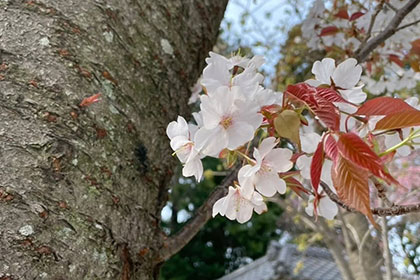 春の画像2