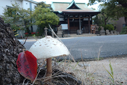 秋の画像2