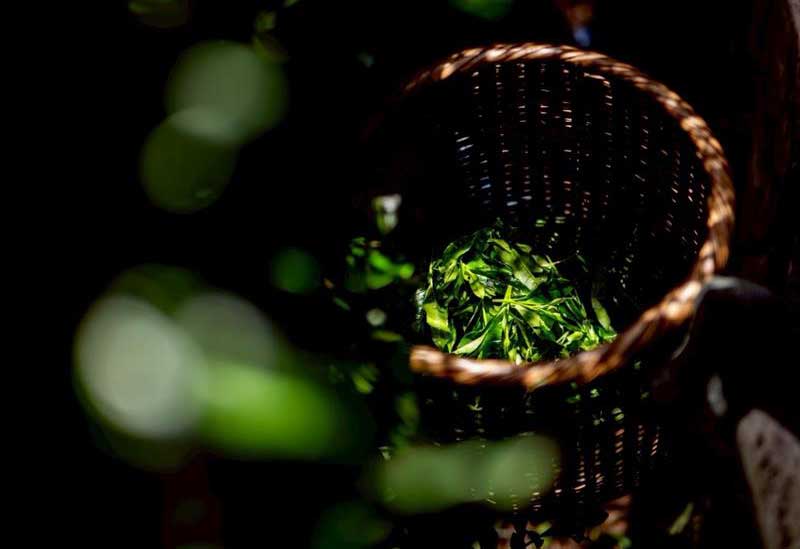 san grams 菊川店　茶ごと