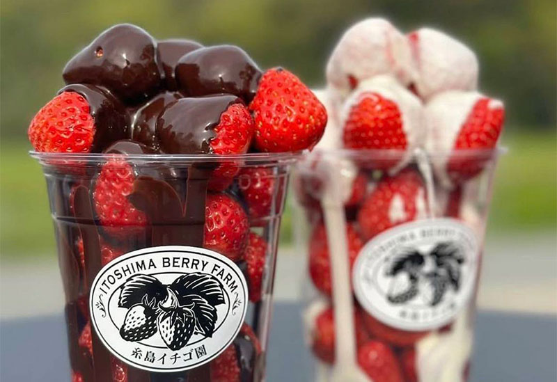 糸島イチゴ園