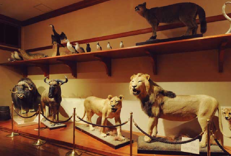 群馬県立自然史博物館