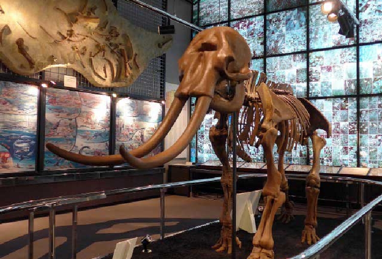 狭山市立博物館