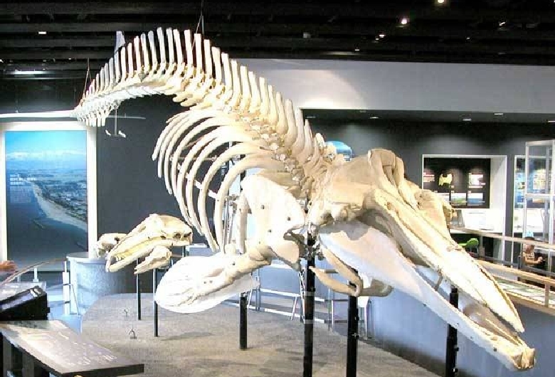 富山市科学博物館