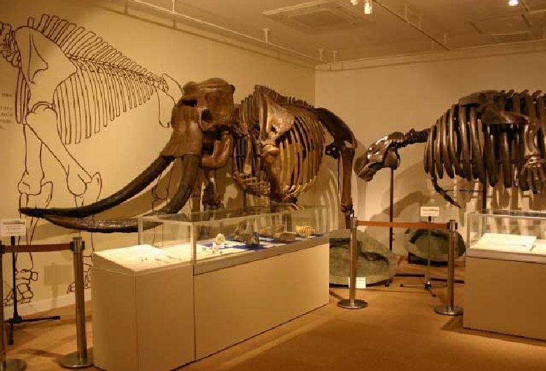 戸隠地質化石博物館