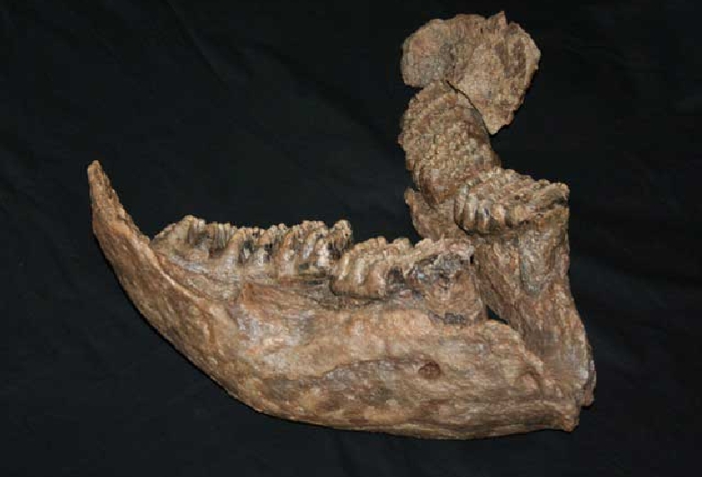 戸隠地質化石博物館