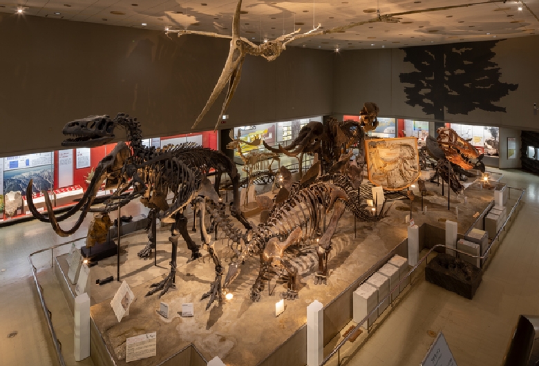 大阪市立自然史博物館