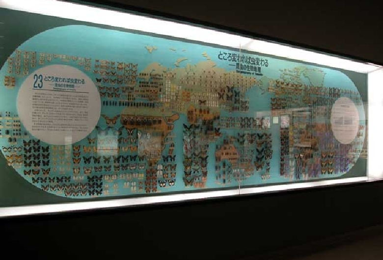 大阪市立自然史博物館