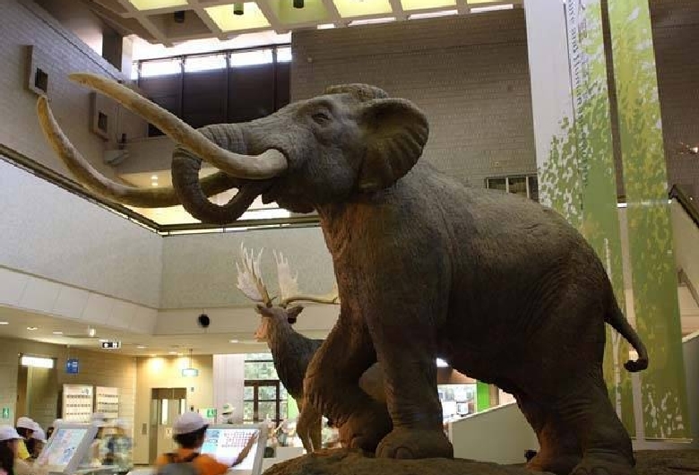 大阪市立自然史博物館