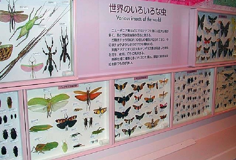 倉敷市立自然史博物館