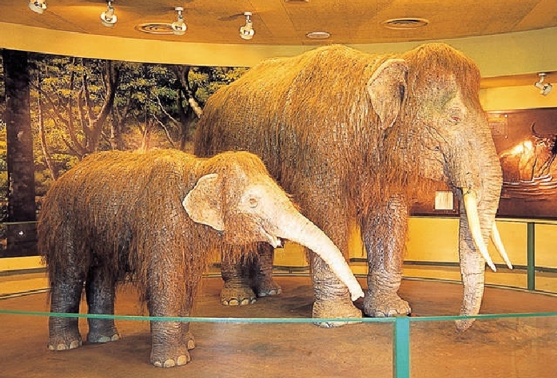 倉敷市立自然史博物館