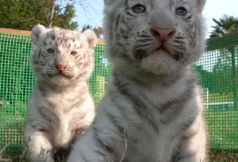 さぬき・東かがわ