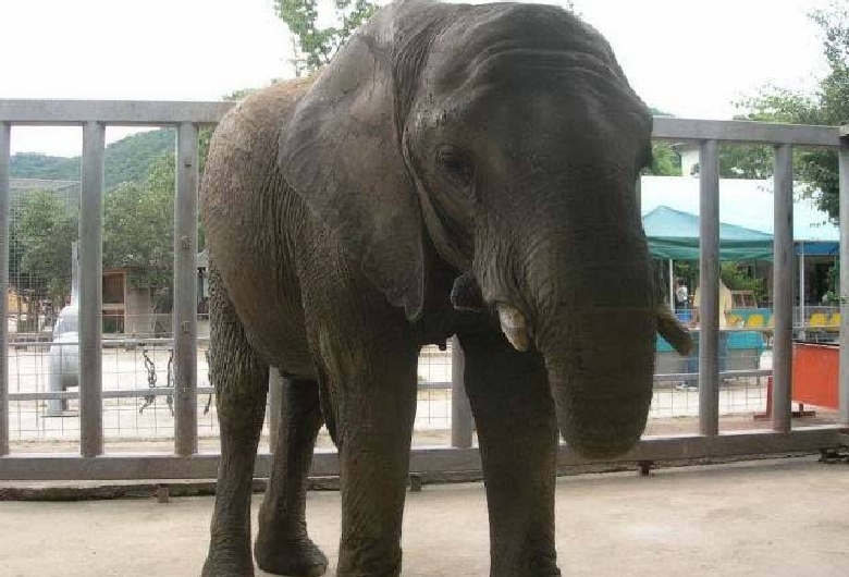 白鳥どうぶつ園