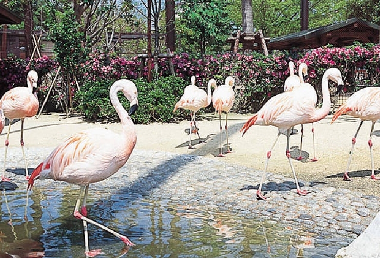 久留米市鳥類センター