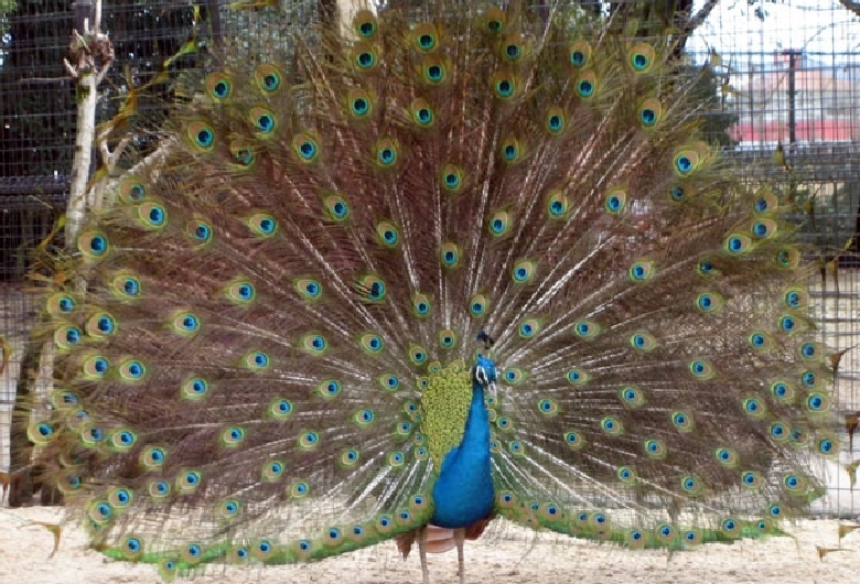 久留米市鳥類センター