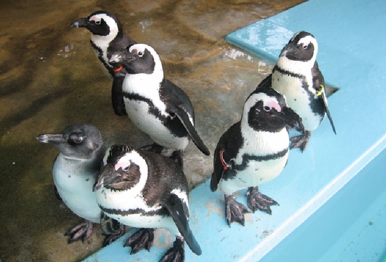 久留米市鳥類センター