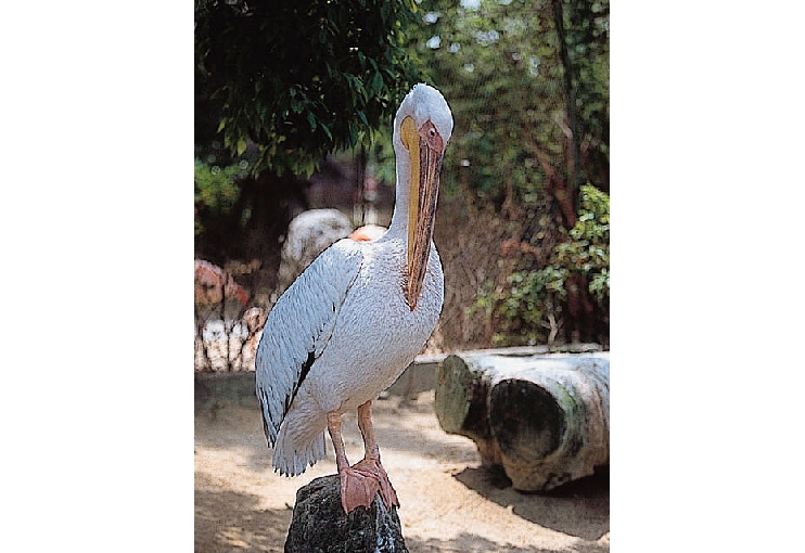 久留米市鳥類センター