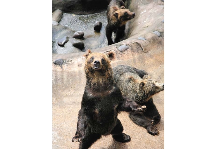 のぼりべつクマ牧場