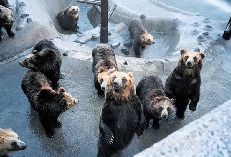 のぼりべつクマ牧場