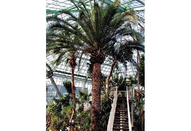 函館市　熱帯植物園