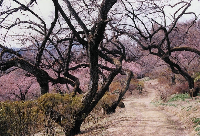 群馬フラワーハイランド