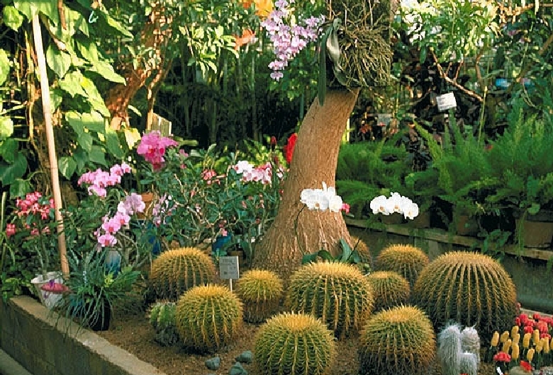 下賀茂熱帯植物園