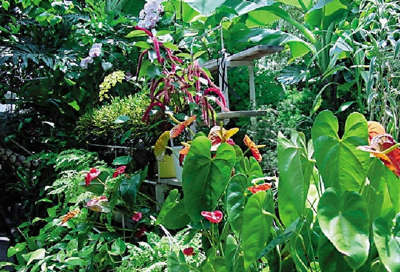 下賀茂熱帯植物園