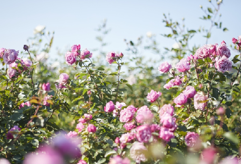 いばらきフラワーパーク