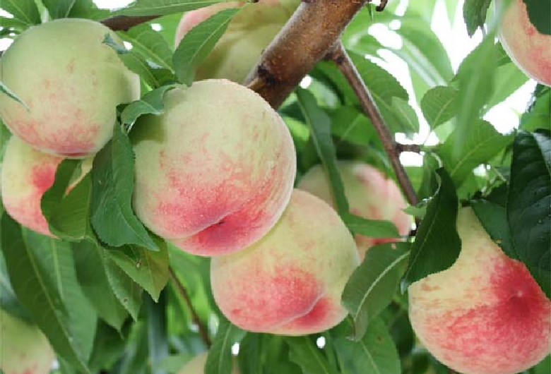 はままつフルーツパーク時之栖