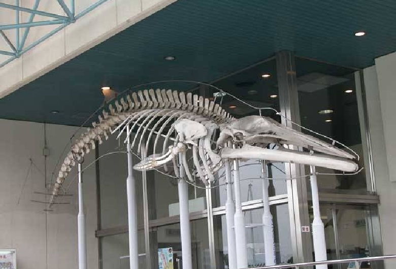 和歌山県立自然博物館