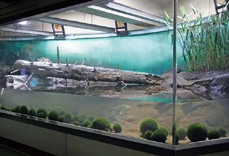 マリモ展示観察センター