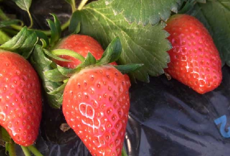 ファミリーファーム保田