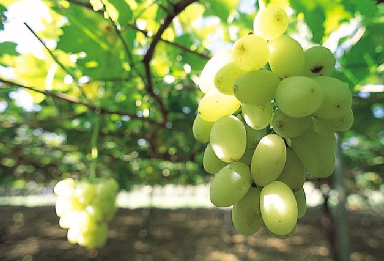 勝沼グレパーク