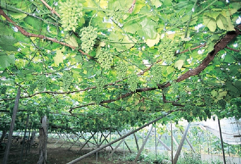 勝沼グレパーク