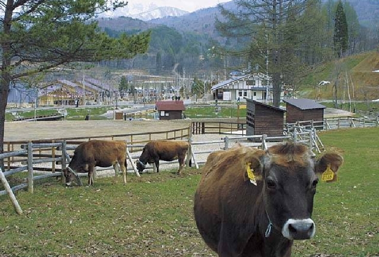 天空の牧場　奥飛騨　山之村牧場