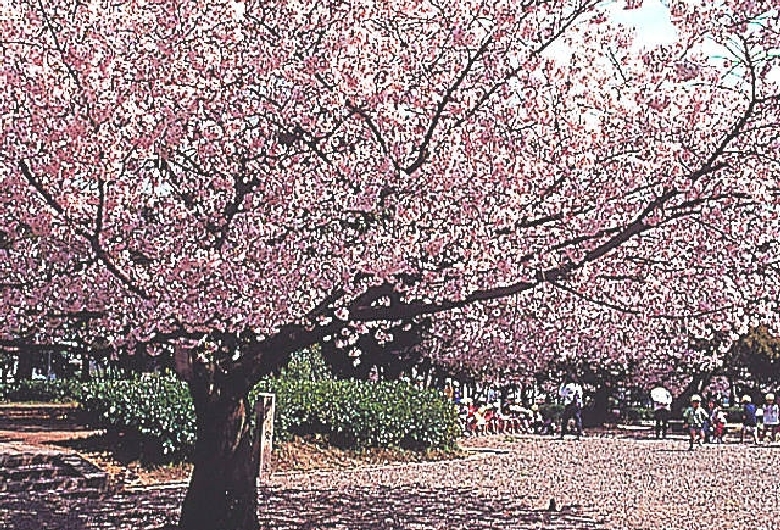 百濟寺跡・百濟王神社