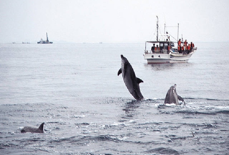 イルカウオッチング