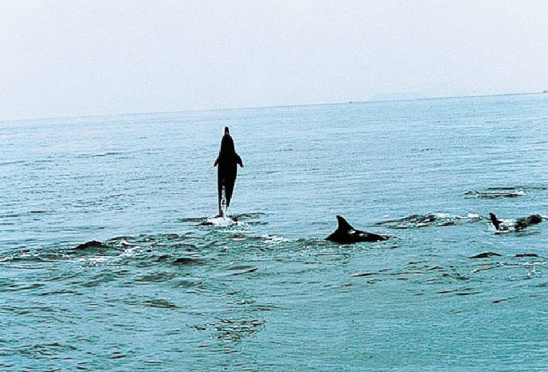 イルカウオッチング