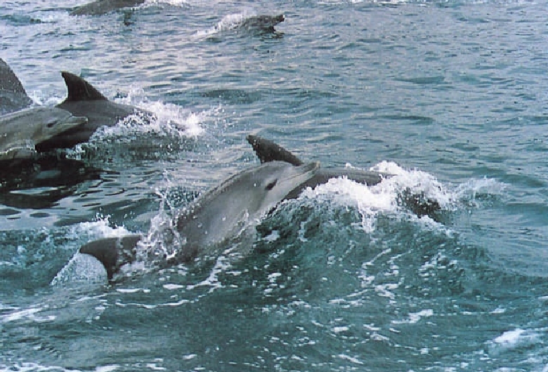 イルカウオッチング